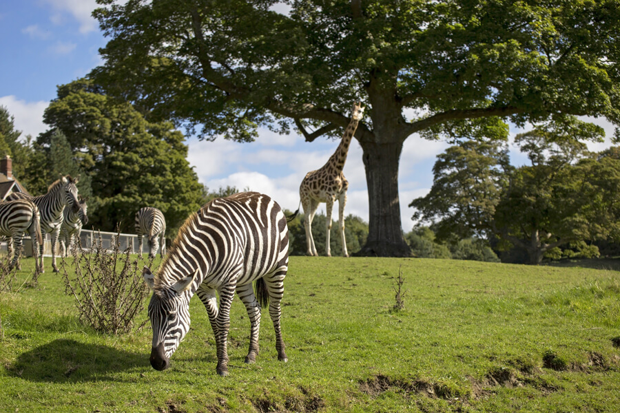 Longleat safari park