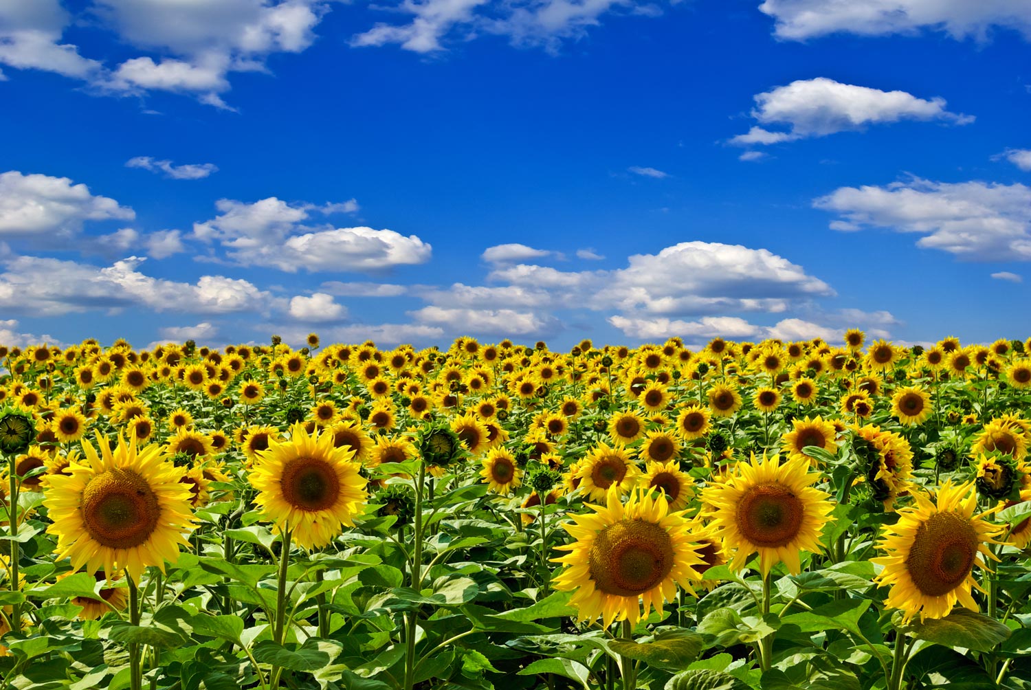 Sunflower Field